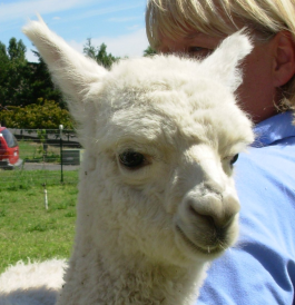 Close up of cria with pretty brown eyes