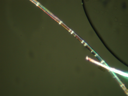 Magnified view of one linen fiber showing smooth edges and lines going across the fiber.